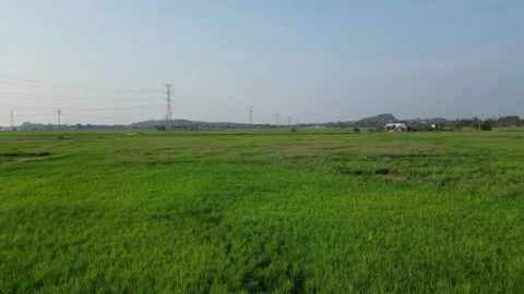 Move over green paddy field with a few trees in the background Видео 325768890