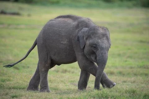 Move Over Models, The Elephant Catwalk is Here! Stock Photos