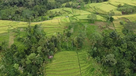Move in over rice fields Stock Footage 329866592