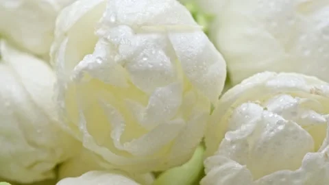 Move parallel to the surface of crystal clear white jasmine flowers Video stock 318069906