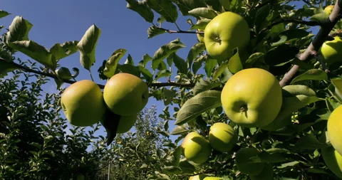 Move Pass Nice Yellow Apples On Branch To Close Up Of Two Apples On A Sunny Day Stock Footage 199739207