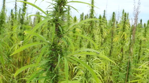 Move Right Around CBD Hemp Plant Flower Top To View Hemp Field With White Skies Stock Footage 197716318