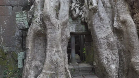 Move right ta prohm wall gap tree roots Видео 227265113