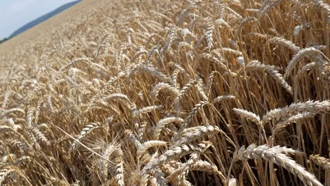 Move to right in wheat field Stock Footage 77645491