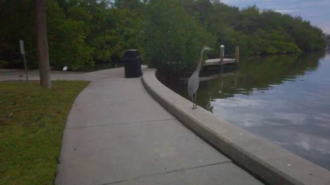 Move in S Curve Coffee Pot Park St. Petersburg, FL Great Blue heron Florida Stock Footage 259986003