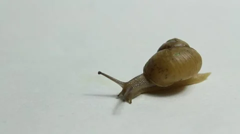 Move slowly crawling snail Stock Footage 39968324
