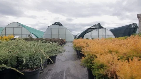 Move through the different plant in pots Video stock 122932556