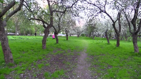 Move through flower blooming apple tree park. Mom, Girl play. Slow Motion. Stock Footage 38052024