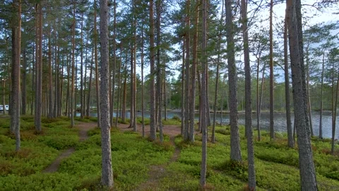 Move Through The Forest Stock Footage 249908957