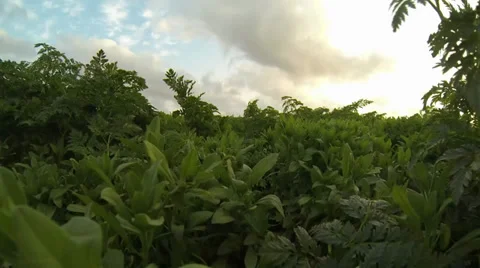 Move through the grass Video stock 37107743