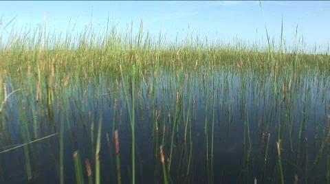 Move Through Grass on Lake Okeechobee Stock Footage 789842