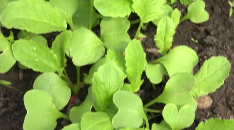 Move through Green Radish Row, Panoraming. 4K UltraHD, UHD Vídeos de archivo 56568818
