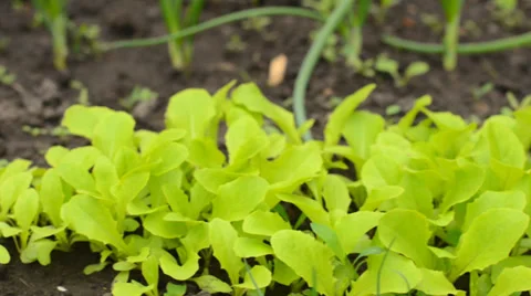 Move through Green Salad Row, Motorized Dolly Shot. Stockbeeldmateriaal 37185981