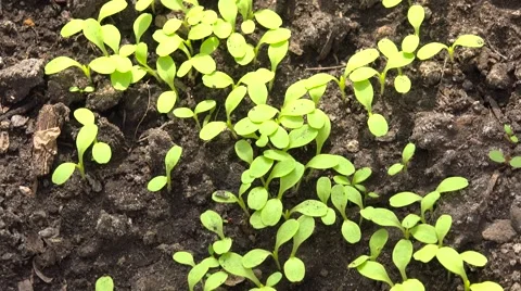 Move through Green Salad Row, Panoraming.. 4K UltraHD, UHD Vídeos de archivo 49136704