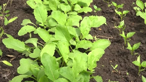 Move through Green Salad Row, Panoraming. 4K UltraHD, UHD Stockbeeldmateriaal 56568842