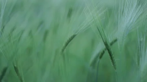 Move Through the Green Wheat Field Vidéo 44987979