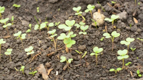 Move through Row of Cabbage, Motorized Dolly Shot. Vídeos de archivo 37185903