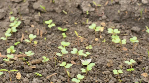 Move through Row of Cabbage, Motorized Dolly Shot. Stock Footage 37185941