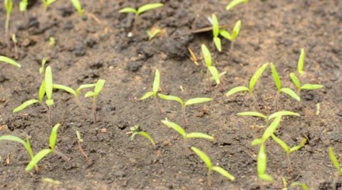 Move through Row of Green Pepper, Motorized Dolly Shot. Stock Footage 37185947