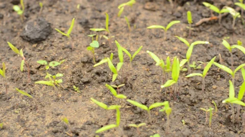 Move through Row of Green Pepper, Motorized Dolly Shot. Vídeos de archivo 37185976