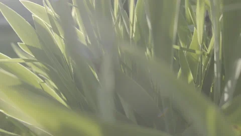MOVE UP THROUGH TALL GRASS Stock Footage 164678889