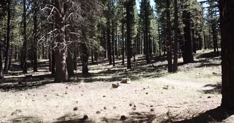 Move Through Trail in Eastern Sierra Nevada Mountains Inyo National Forest Video stock 219581406