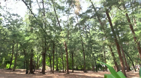 Move through the tropic forest and waterfall. Slider. Thailand. Stock Footage 34634113