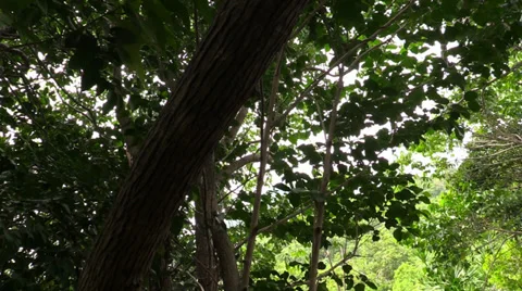 Move through the tropic forest. Slider. Thailand. Stock Footage 34619335