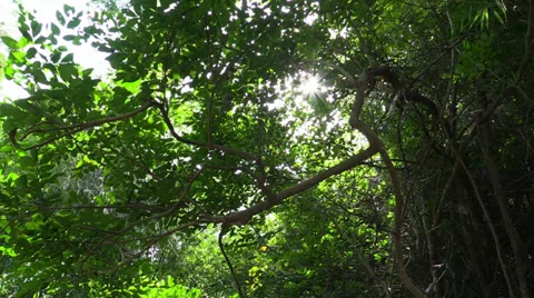 Move through the tropic forest. Slider. Thailand. Stock Footage 34648721