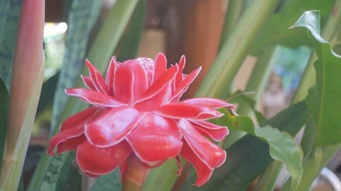Move to Torch Ginger flower Stock Footage 86204941