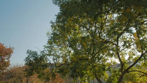 Move Under The Trees Video stock 122163596