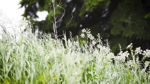 Move with the wind Stock Footage 79731508