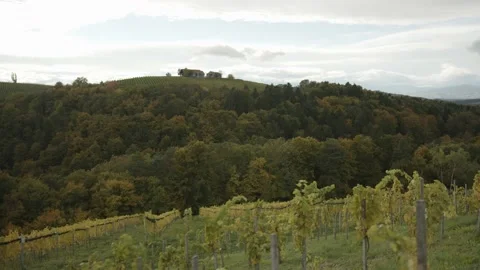 Moved shot of vineyard in Styria Vídeo Stock 237996958