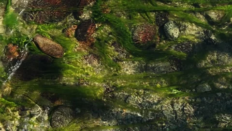 Movement of algae under the surface of the water. Stock Footage 303574538