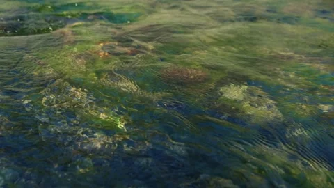Movement of algae under the surface of the water. Stock Footage 303574582