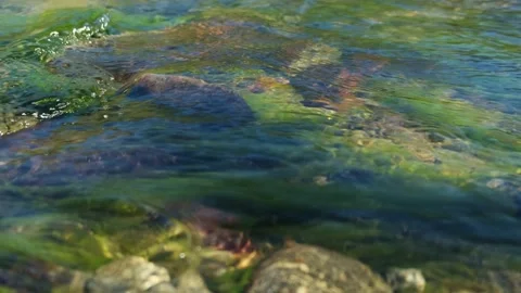 Movement of algae under the surface of the water. Stock Footage 304959186