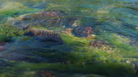 Movement of algae under the surface of the water. Stock Footage 311696757
