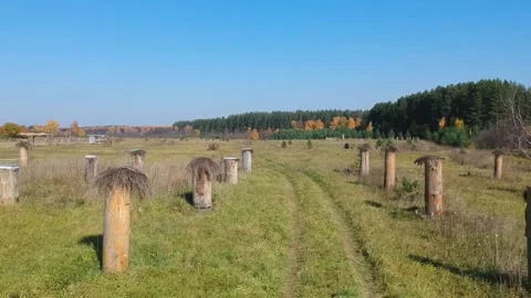 Movement along the apiary in a clearing with many bee hives in tree trunks Stock Footage 207518835