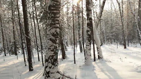 Movement along the birch forest Video stock 23511806