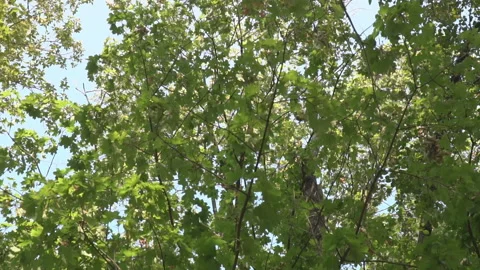 Movement along branches with foliage Stock Footage 120033896