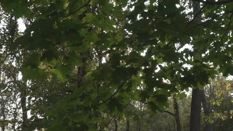 Movement along branches with foliage Stock Footage 120034035