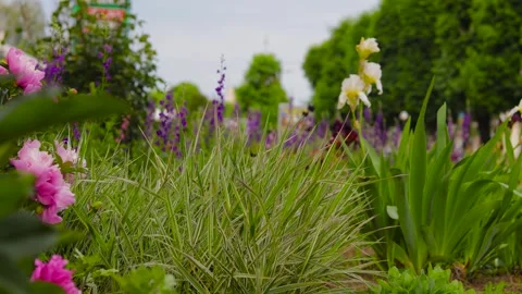 Movement along a flower bed with different flowers near the road. B roll 動画素材 310036819