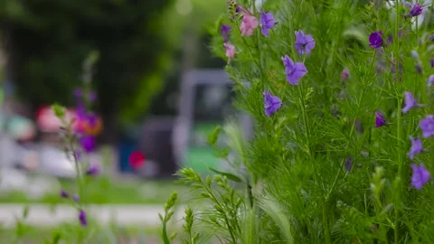 Movement along a flower bed with different flowers near the road. B roll 動画素材 310036829
