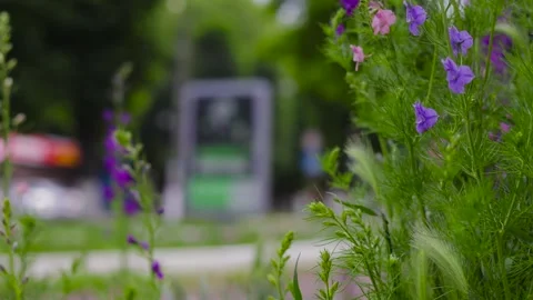 Movement along a flower bed with different flowers near the road. B roll 動画素材 310036848