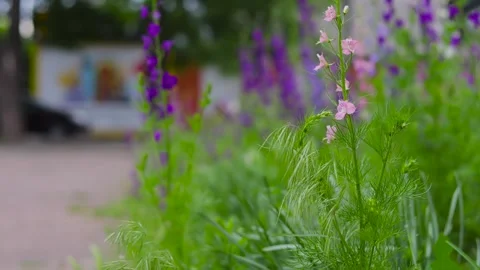Movement along a flower bed with different flowers near the road. B roll 動画素材 310037615