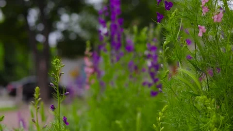 Movement along a flower bed with different flowers near the road. B roll 動画素材 310037627