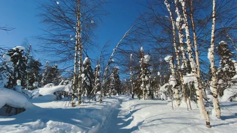 Movement along forest path at winter, picturesque landscape, sunny day Stock Footage 165496905