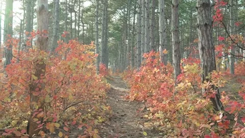 Movement along path in autumn forest with red leave 스톡 동영상 308731990