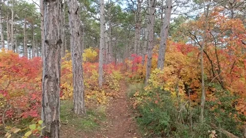 Movement along path in autumn forest Stock Footage 308732031