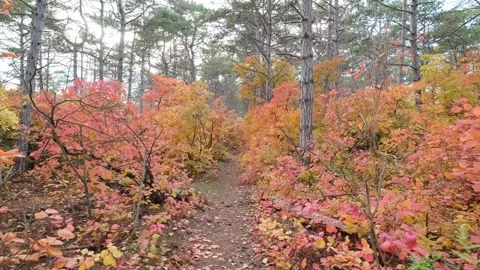 Movement along the path in the autumn forest Stock Footage 324805767